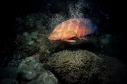Turtle and Sea Fan taken on the Yongal Wreck Coral Sea wi... by David Molina 